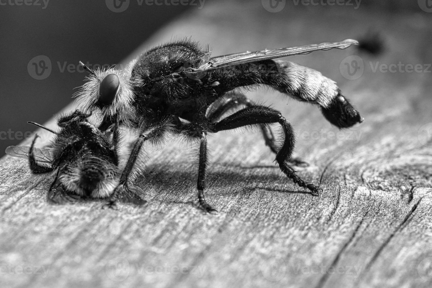 gelbe Mordfliege oder Räuberfliege als Schwarz-Weiß-Bild mit einer Hummel als Beute foto