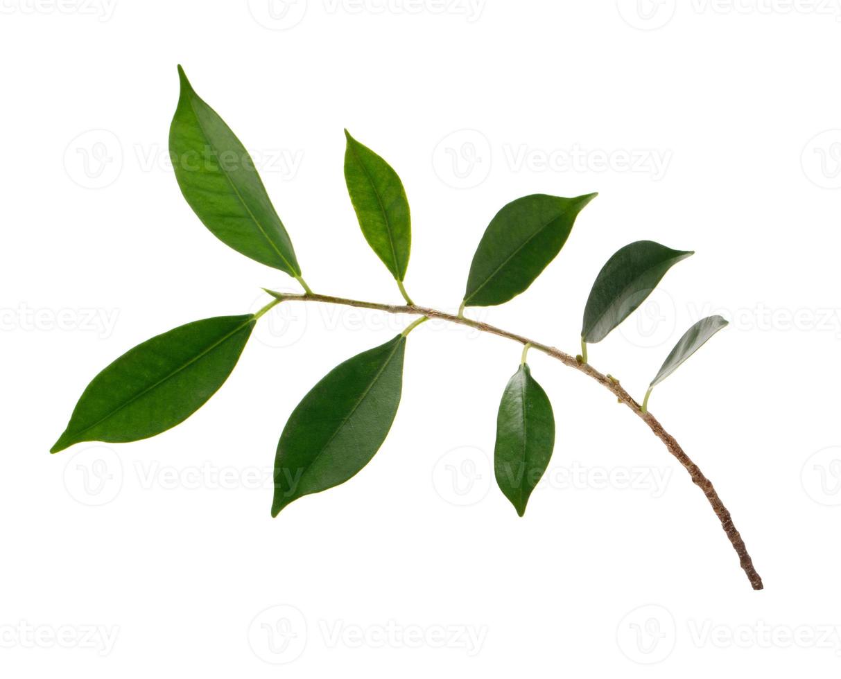Zweig mit grünen Blättern Makroaufnahme isolieren auf weißem Hintergrund foto