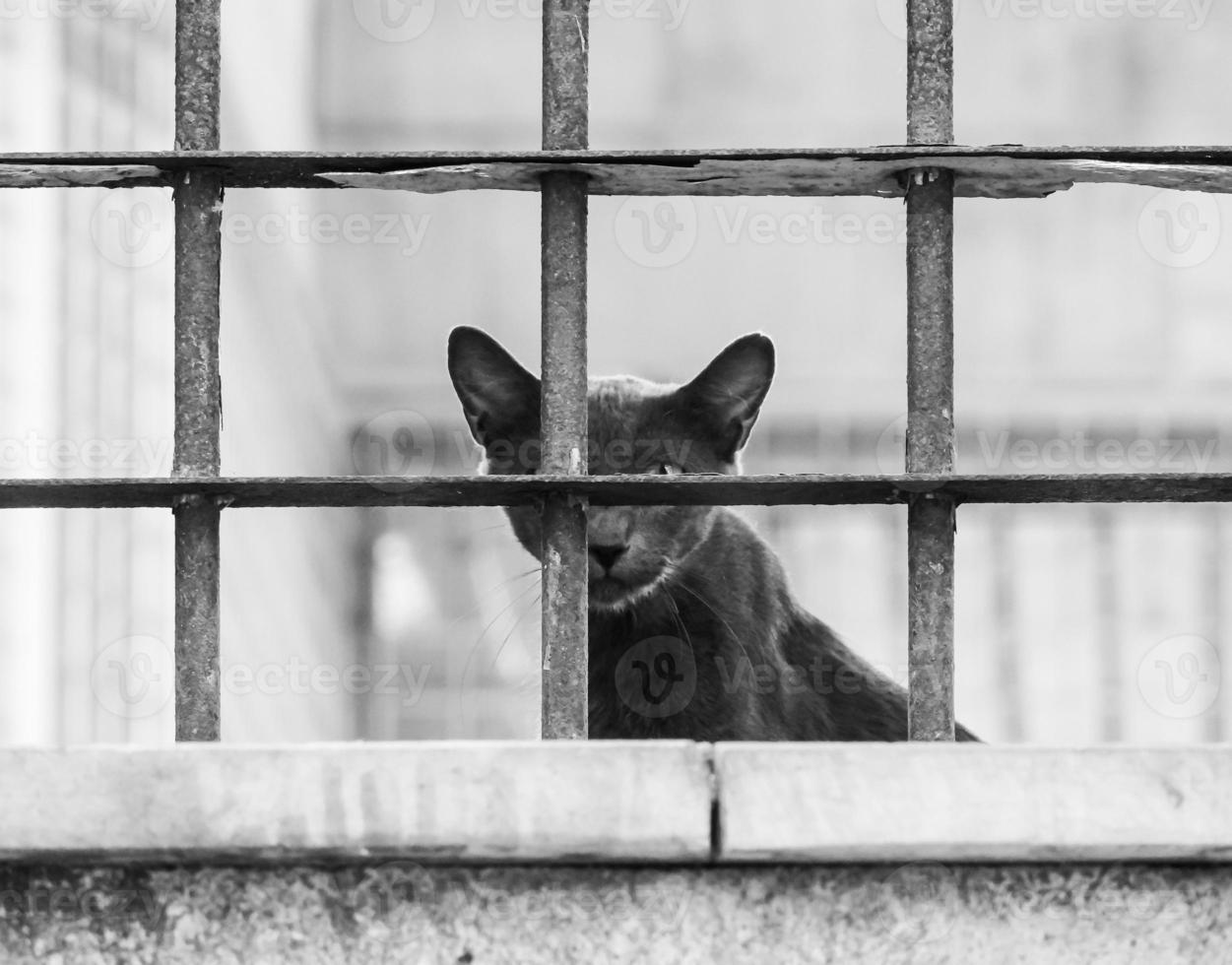 Neugier graue Katze durch das Fenster foto