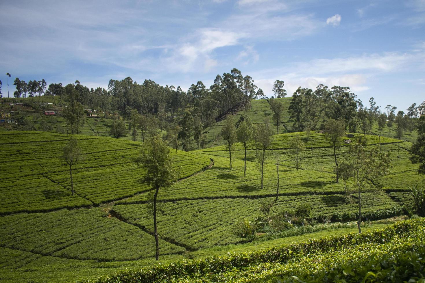 Schöne Teeplantage in Sri Lanka foto