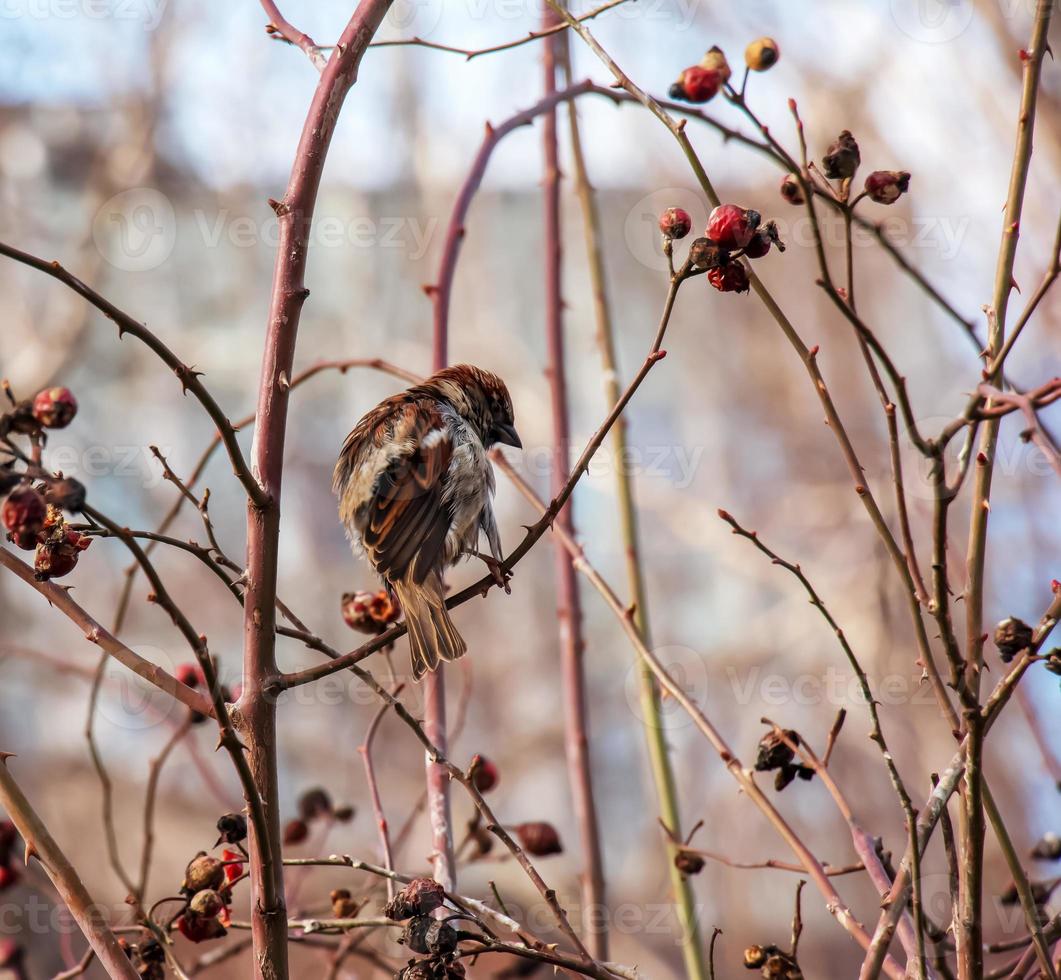 Ein gefrorener Spatz sitzt an einem frostigen Wintermorgen auf einem Hagebuttenzweig mit Beeren. foto