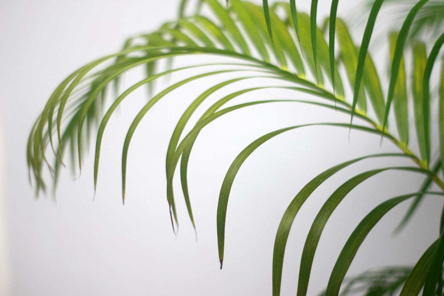 Palmgrünes Blatt und Schatten auf einem weißen Hintergrund der Betonwand foto
