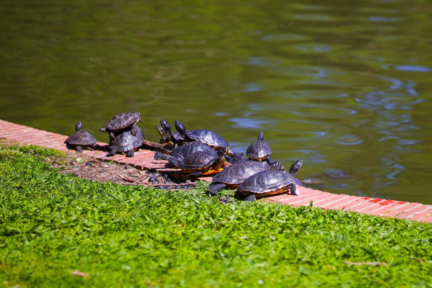 Schildkröten neben einem Teich foto