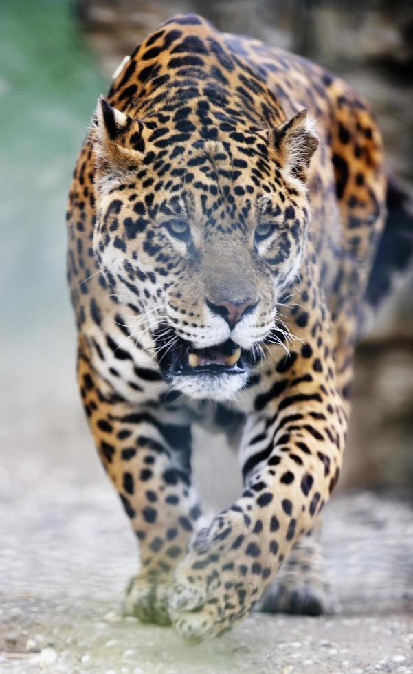 Tiere im Zoo foto