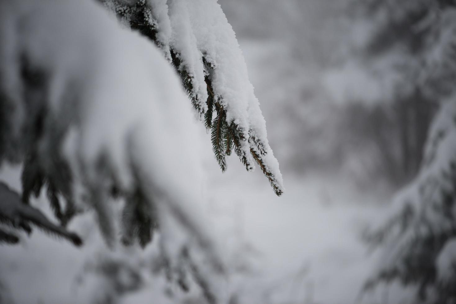 immergrüne weihnachtskiefer mit frischem schnee bedeckt foto