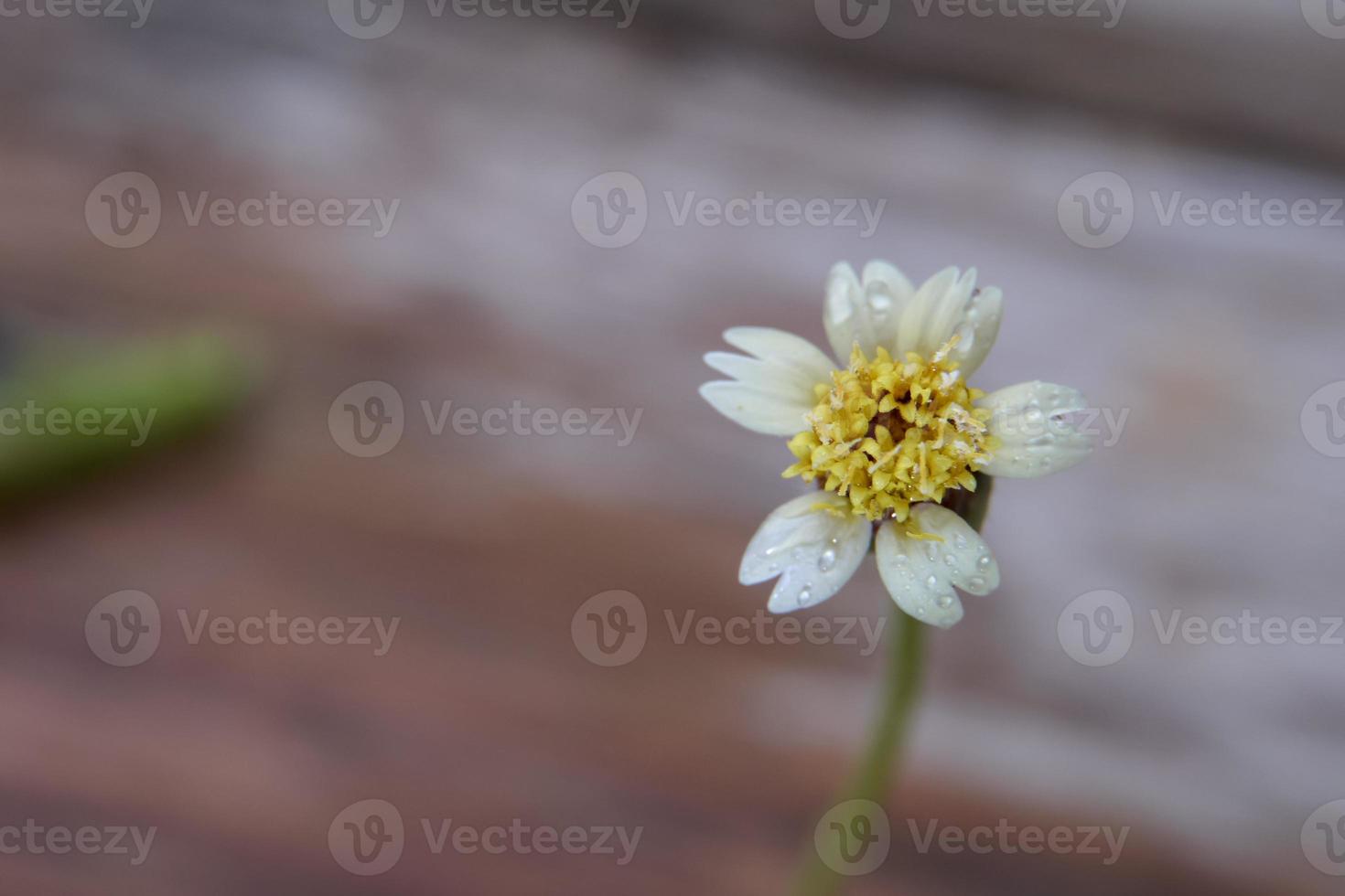 eine Nahaufnahme einer Grasblume mit einem Regentropfen, eine Nahaufnahme einer Grasblume in der Ferne bringt die Details zum Vorschein. foto