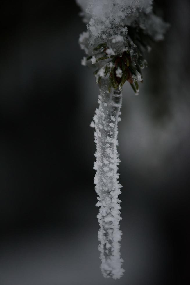 immergrüne weihnachtskiefer mit frischem schnee bedeckt foto