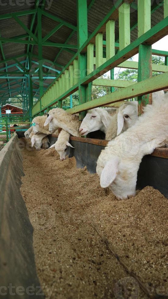 die atmosphäre einer schaffarm in malang regency, indonesien foto