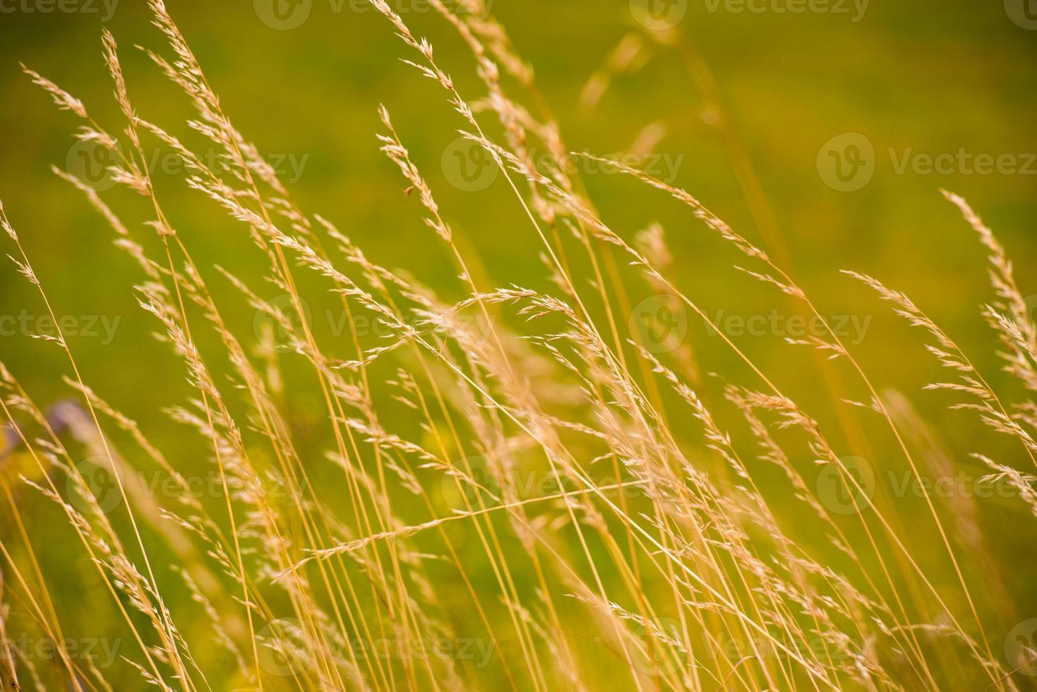 Blick auf das Weizenfeld foto