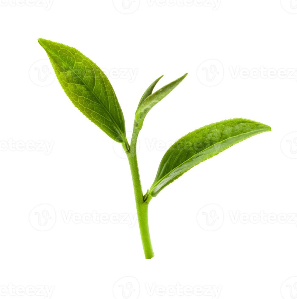 grünes Teeblatt isoliert auf weißem Hintergrund, frische Teeblätter auf weißem Hintergrund foto