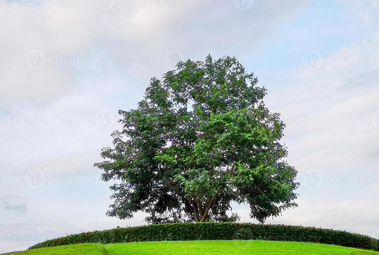 einzelner Baum auf dem Berg. foto