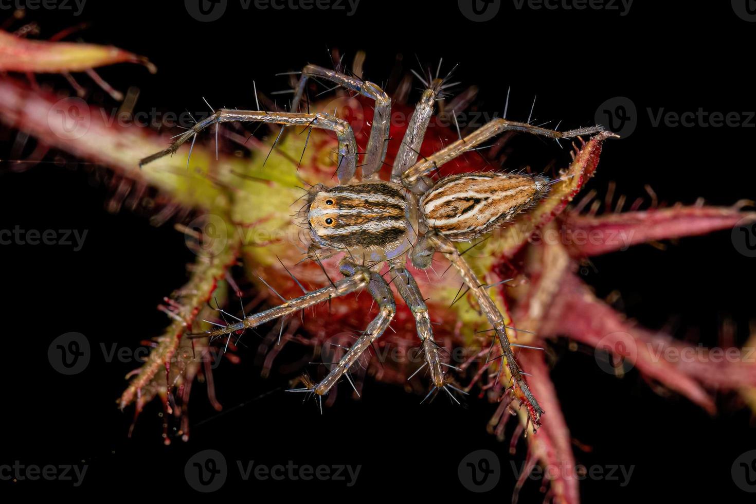 gestreifte Luchsspinne foto