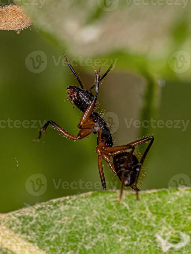 erwachsene weibliche Tischlerameise foto