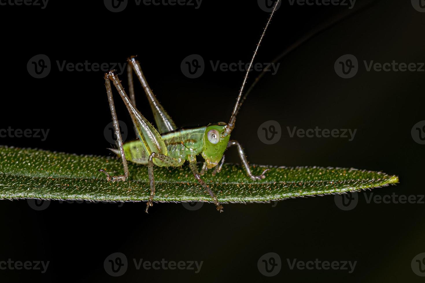 Blatt Katydid Nymphe foto