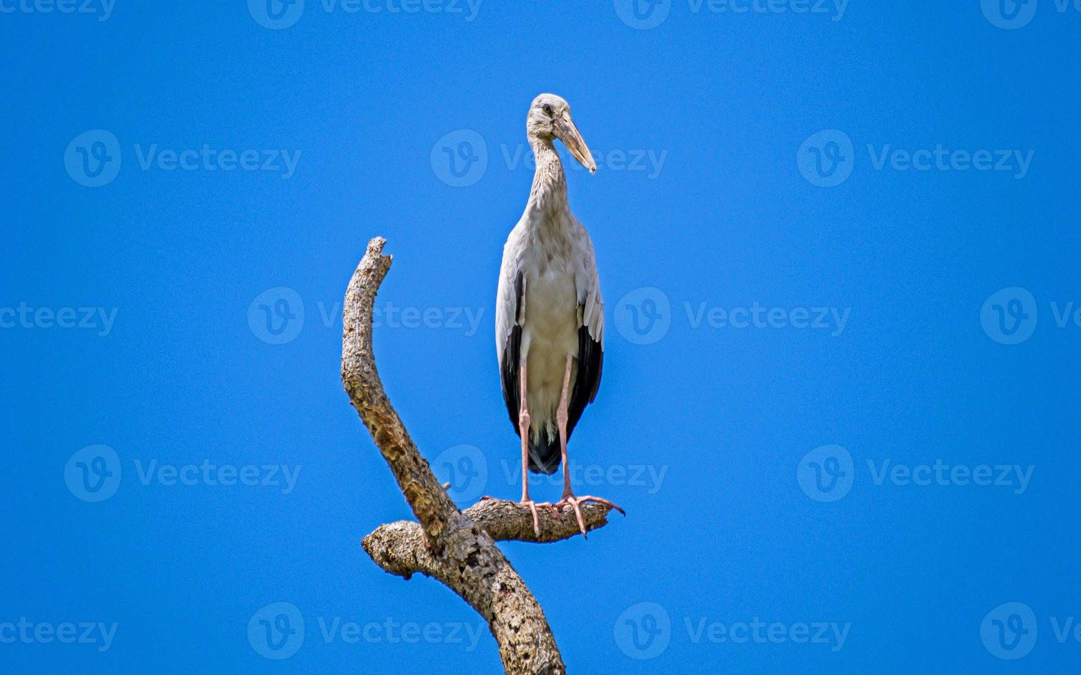 asiatischer Openbill thront auf Baumhintergrund des blauen Himmels foto