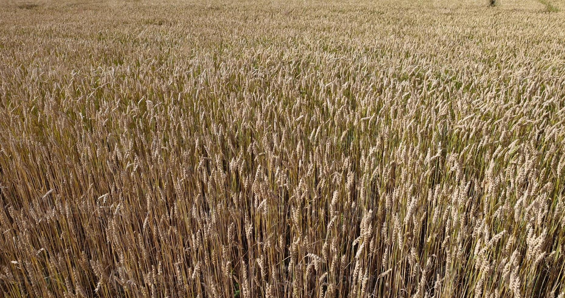 ein landwirtschaftliches Feld, auf dem Weizen angebaut wird, der für die Herstellung von Brot notwendig ist foto
