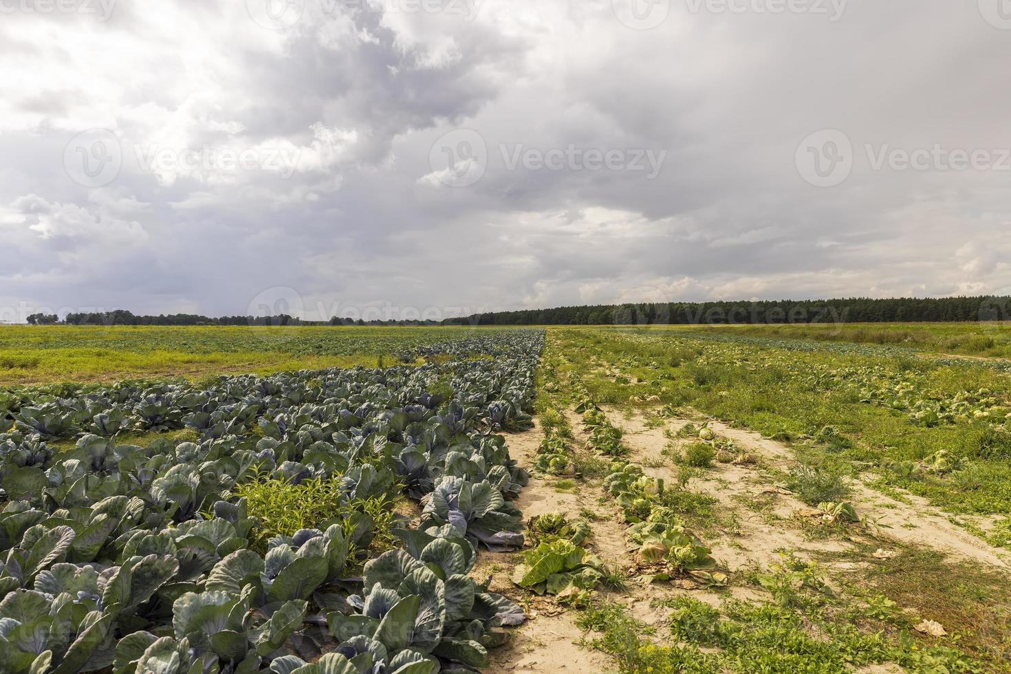 landwirtschaftliches Feld, in dem Kohl in Kohl angebaut wird foto