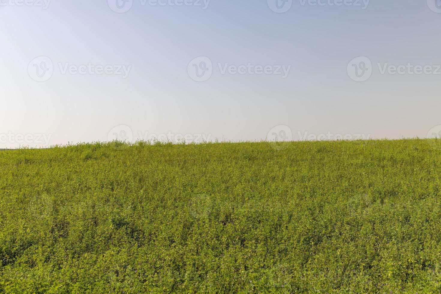 Feld mit Gras zum Ernten von Futter für Kühe foto