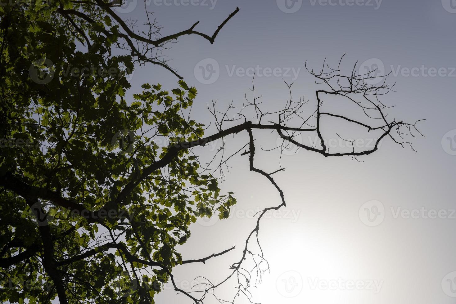 eine Vielzahl von Bäumen, die im Park wachsen foto