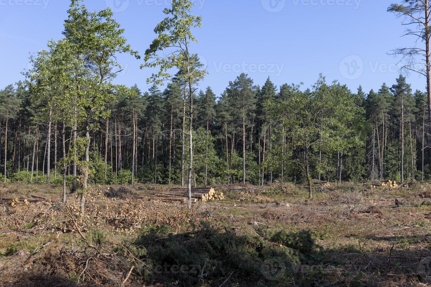 Abholzung für die Holzernte, Wald foto