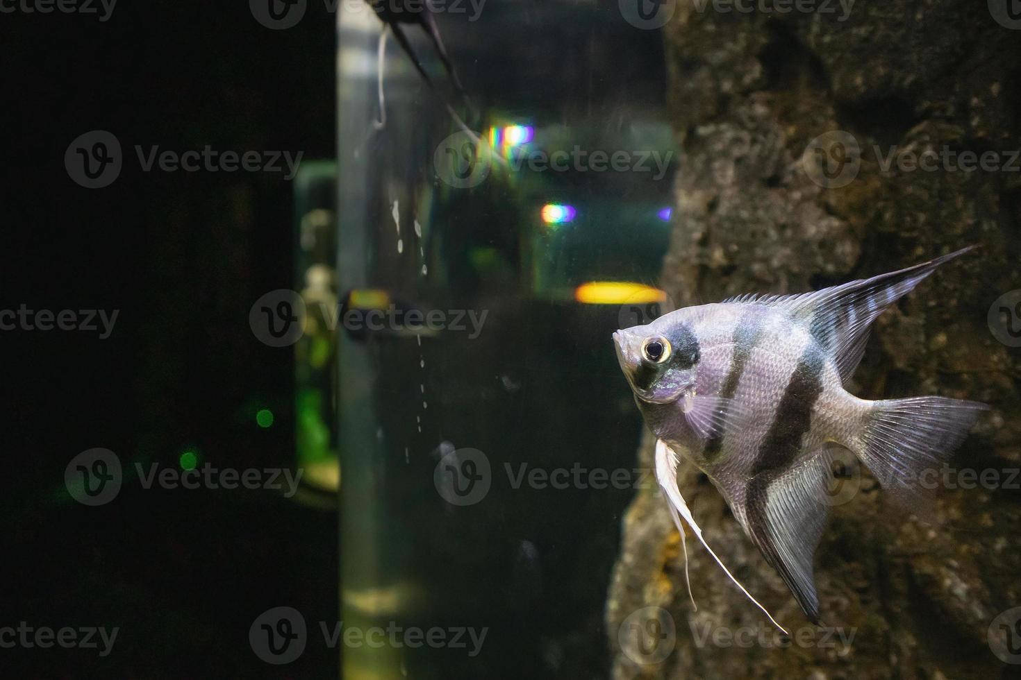 Aquarium-Kaiserfische im Tank foto