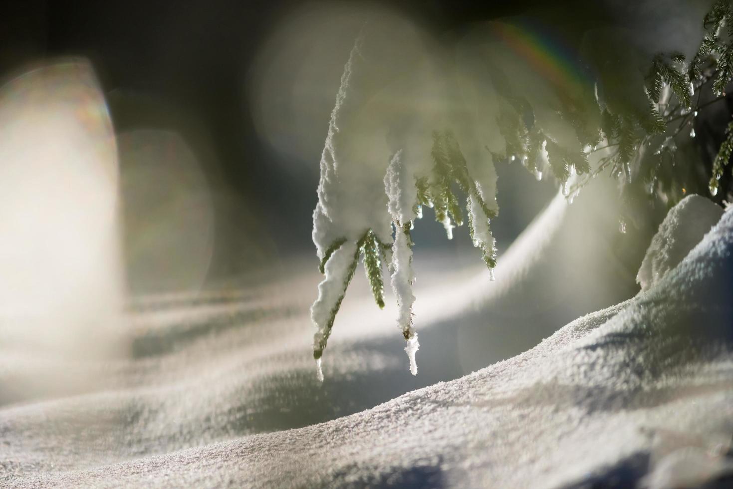 Baum in der Winternacht mit frischem Schnee bedeckt foto