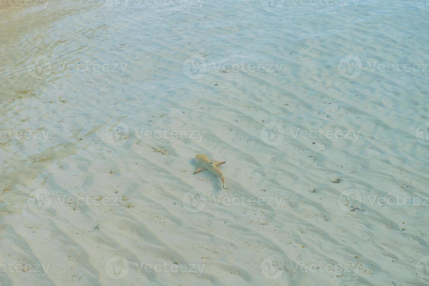 Blick auf den tropischen Strand foto