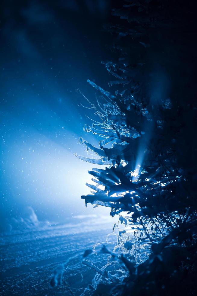 Baum in der Winternacht mit frischem Schnee bedeckt foto