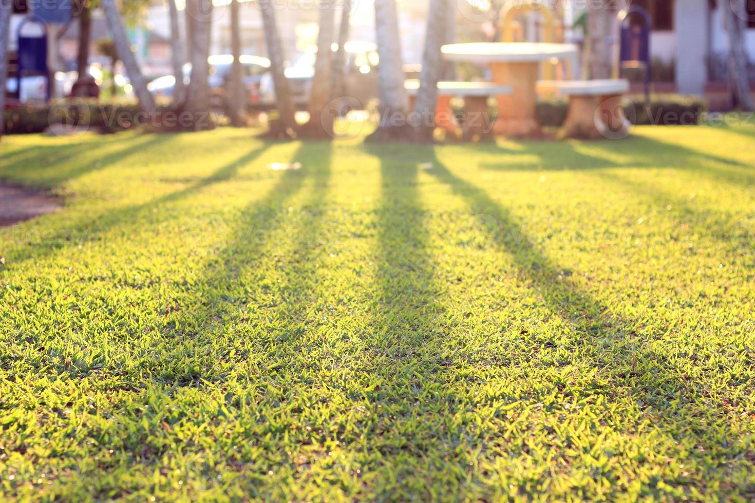 grünes gras im öffentlichen park bei sonnenaufgang foto