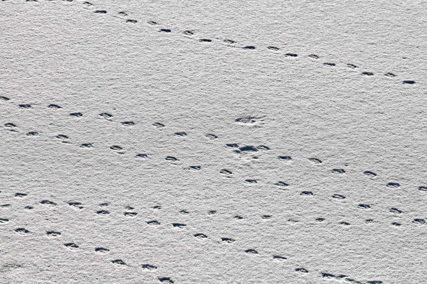 Vogelspuren und -spuren auf weißem Schnee, Nahaufnahme foto