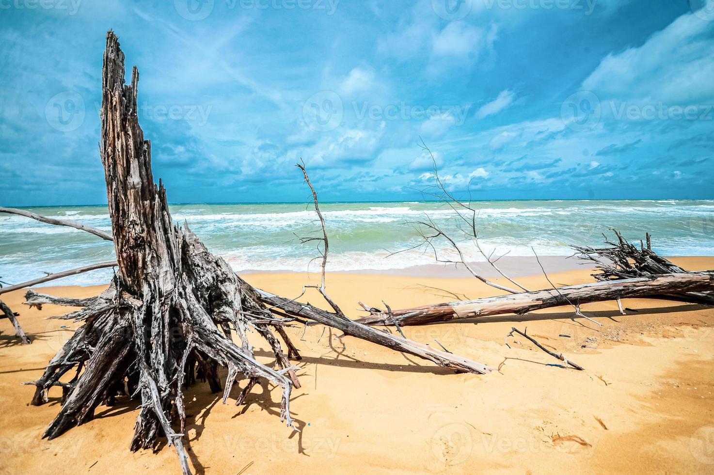 Toter Baum am schönen Strand foto