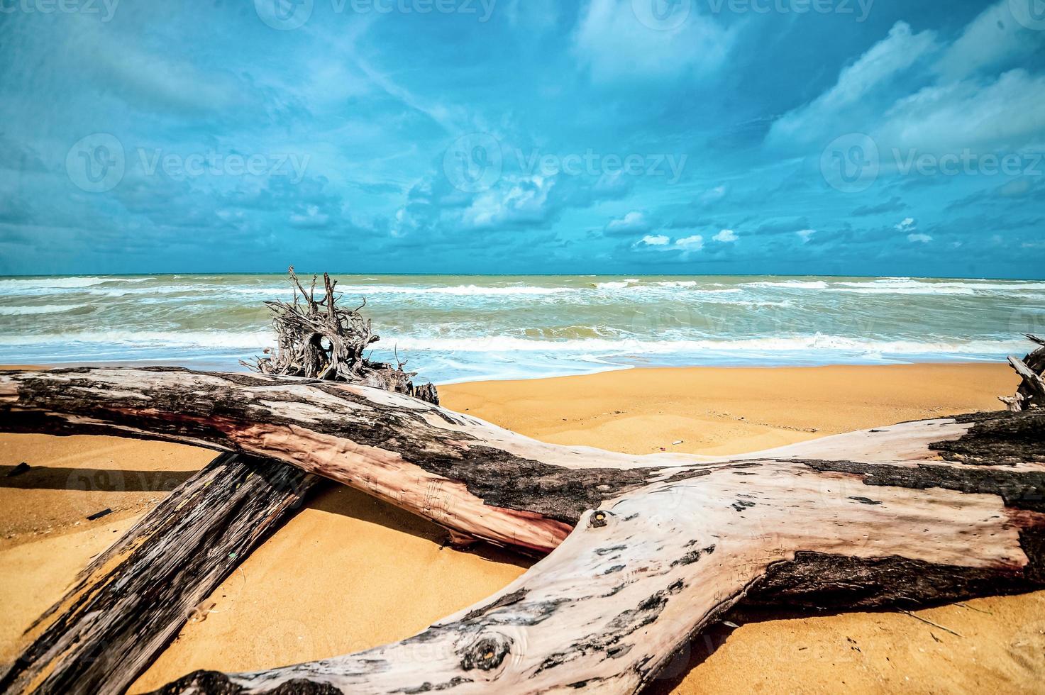 Toter Baum am schönen Strand foto