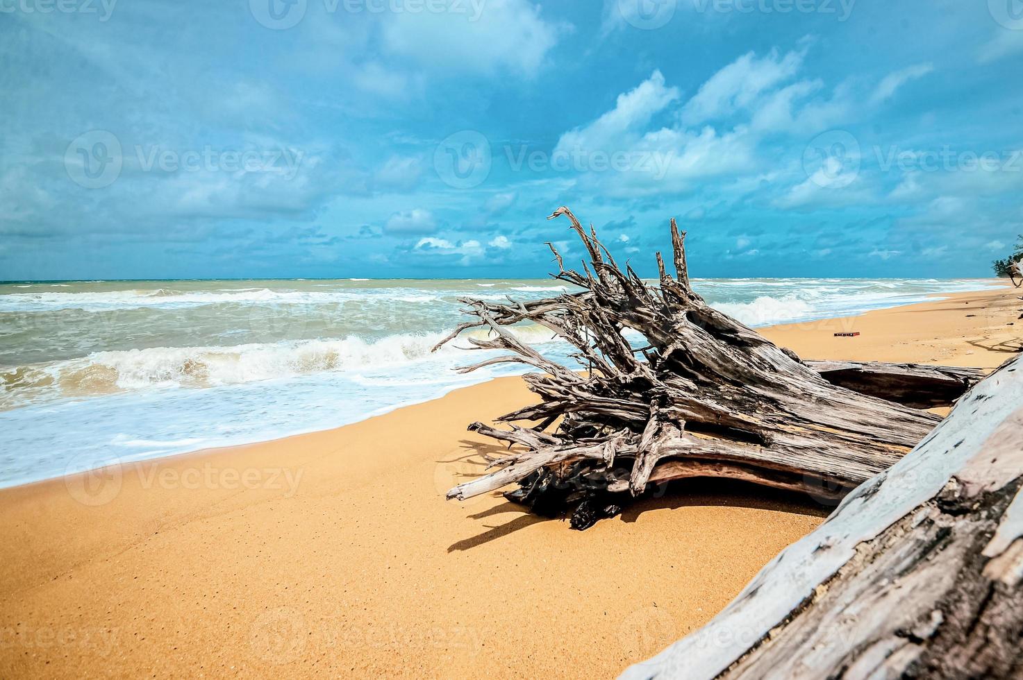 Toter Baum am schönen Strand foto
