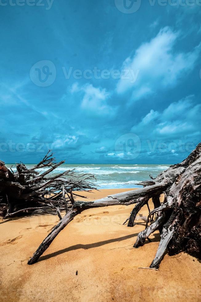 Toter Baum am schönen Strand foto