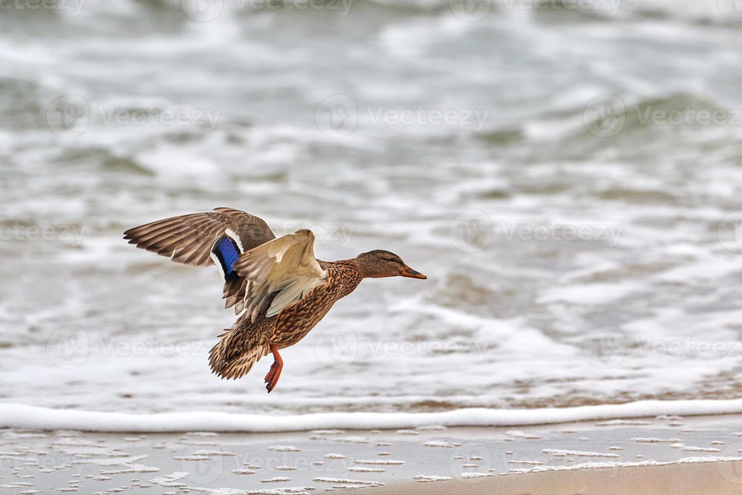 fliegende stockente in der nähe der küste der ostsee foto