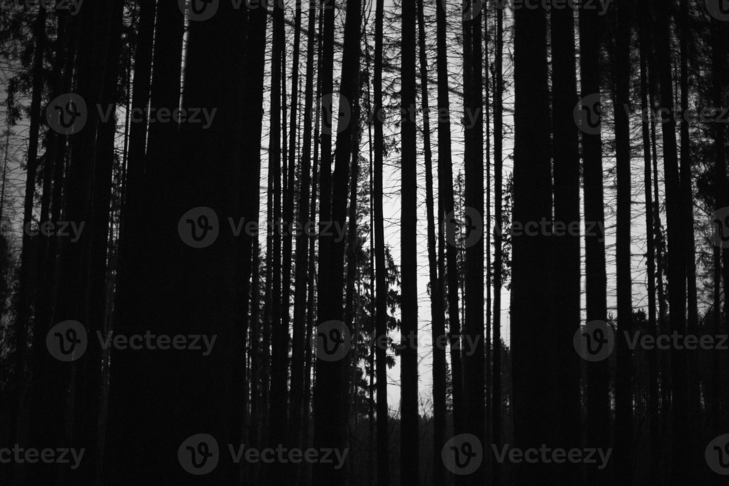 Wald bei Nacht. Bäume im Dunkeln. Silhouette des Waldes. foto
