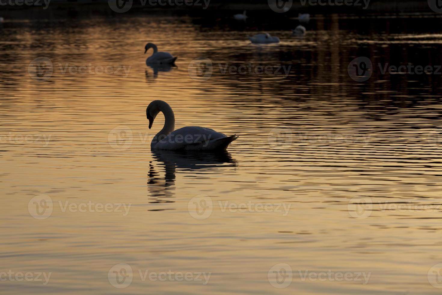 Wasservögel Wildenten in freier Wildbahn, Nahaufnahme foto