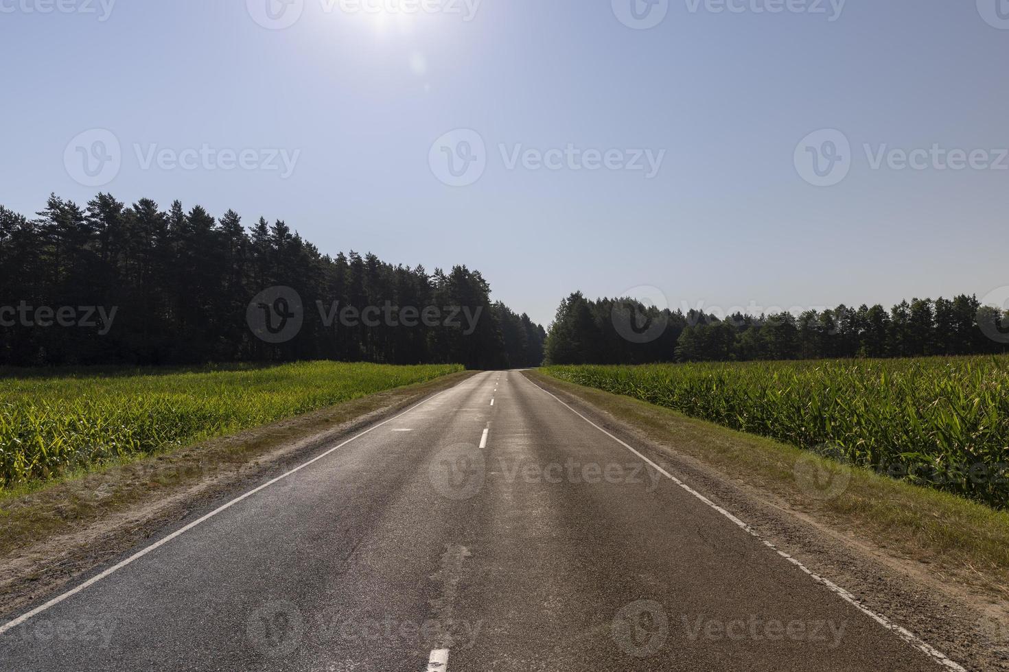 asphaltierte Straße durch den Wald foto