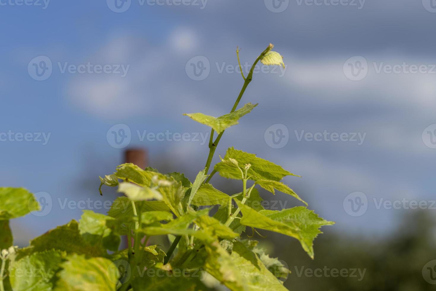 eine Rebe mit grünem Laub im Sommer foto