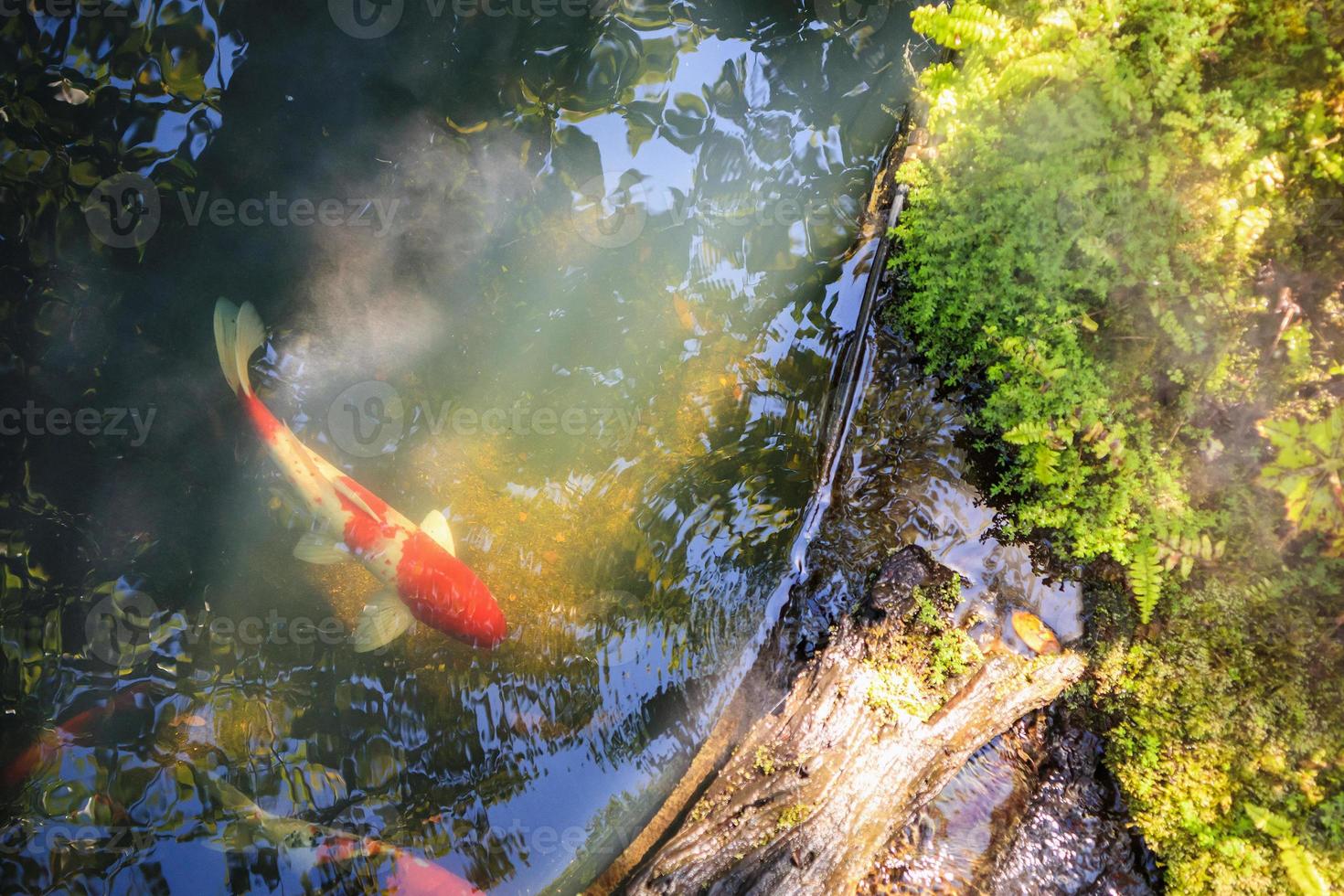 Bunte ausgefallene Karpfen Koi-Fische im Gartenteich foto