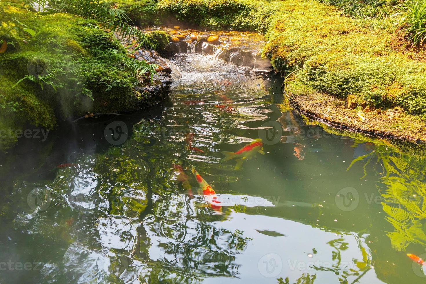 Bunte ausgefallene Karpfen Koi-Fische im Gartenteich foto