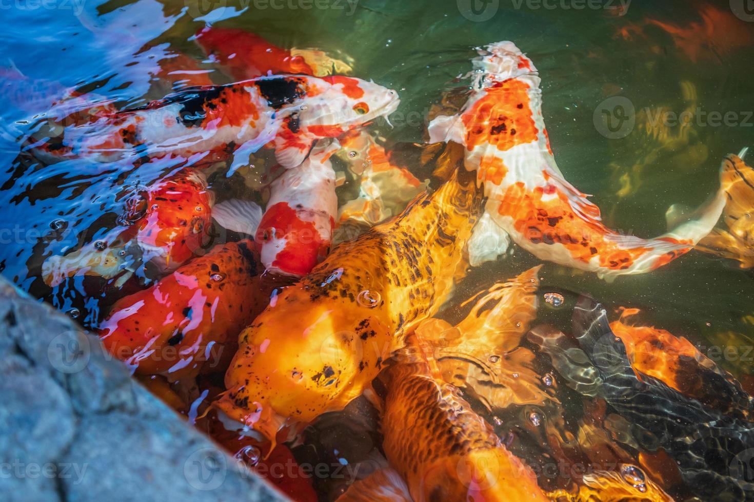 ausgefallene Karpfen-Koi-Fische im Teich foto