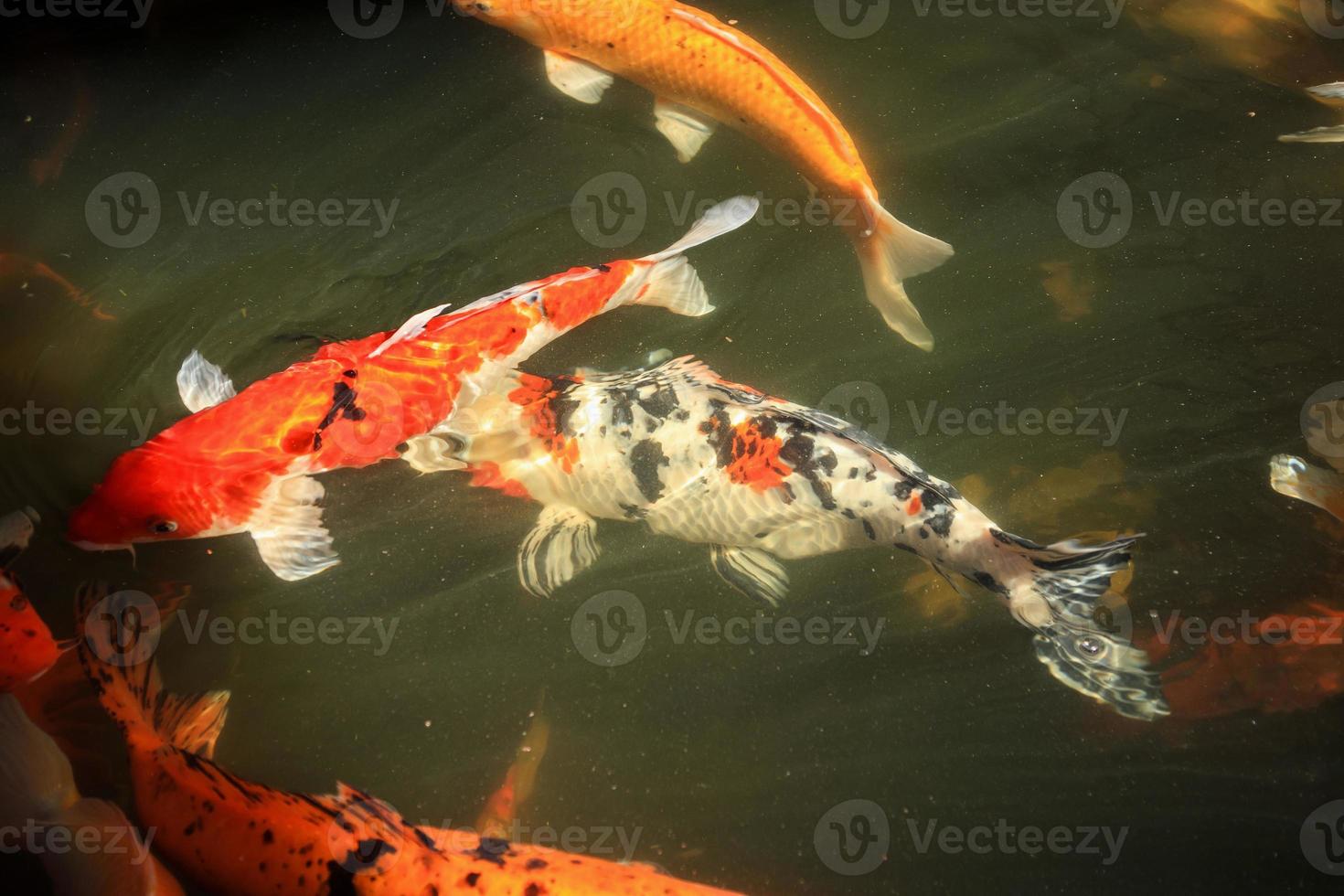 ausgefallene Karpfen-Koi-Fische im Teich foto