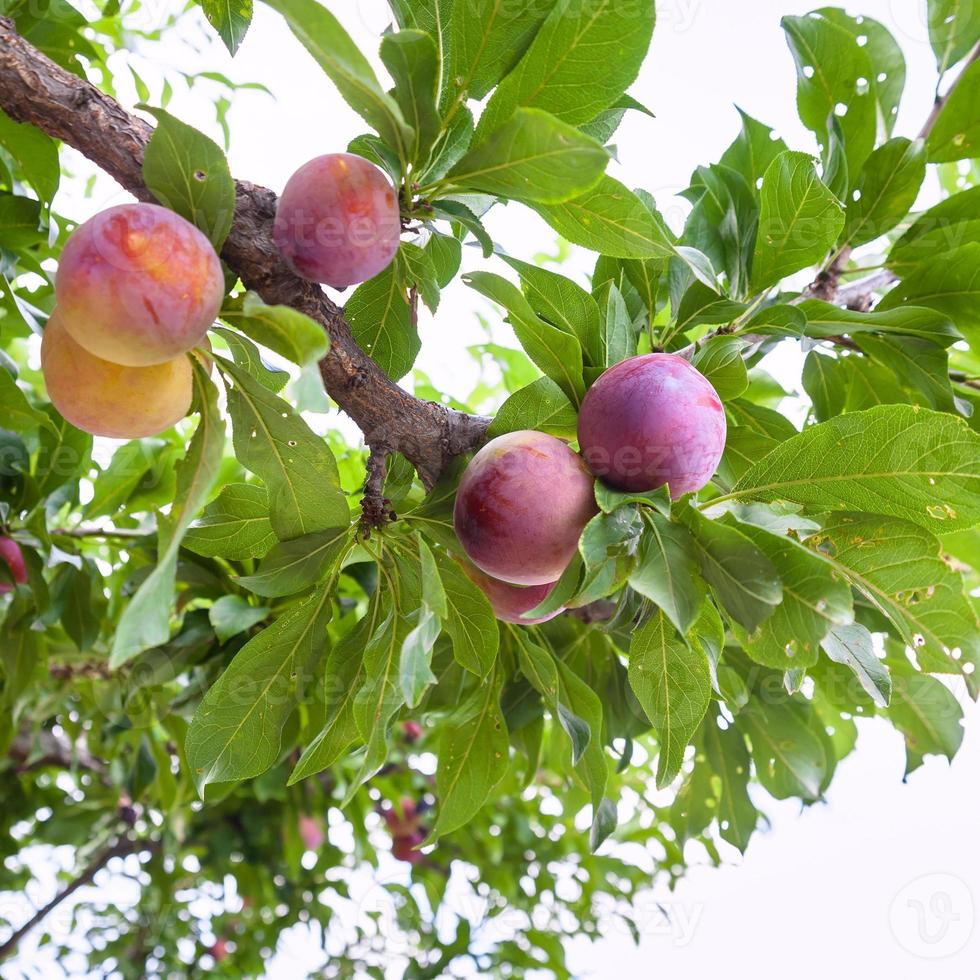 Reife Pflaumen am Baum im Garten in Sizilien foto