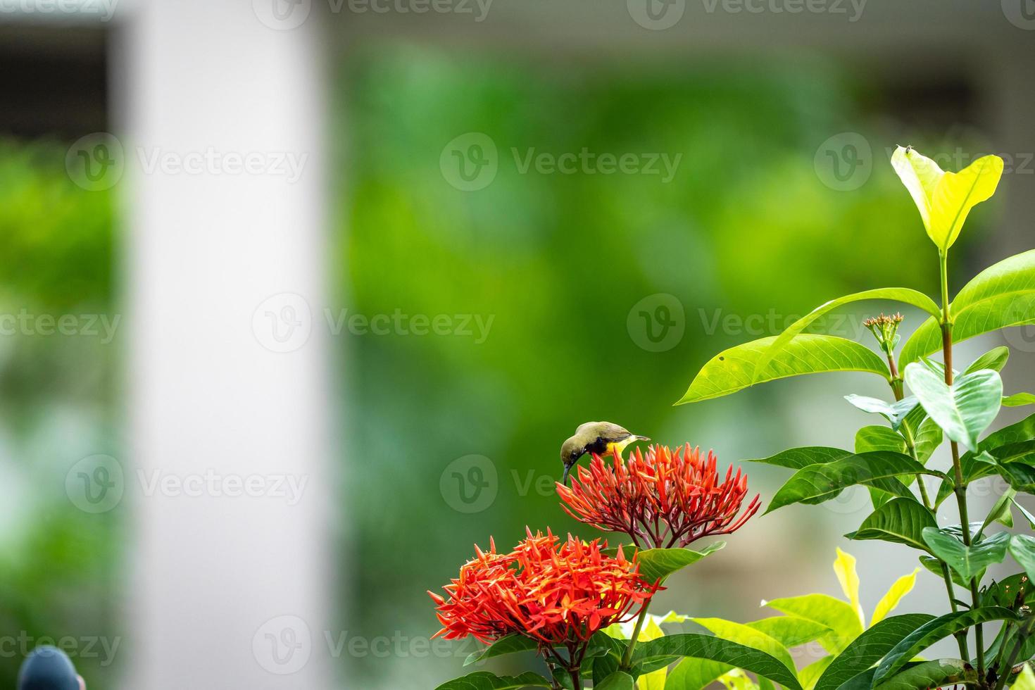 der kleine winzige vogel steht und isst fruchtblatt der roten spitzenblume. foto