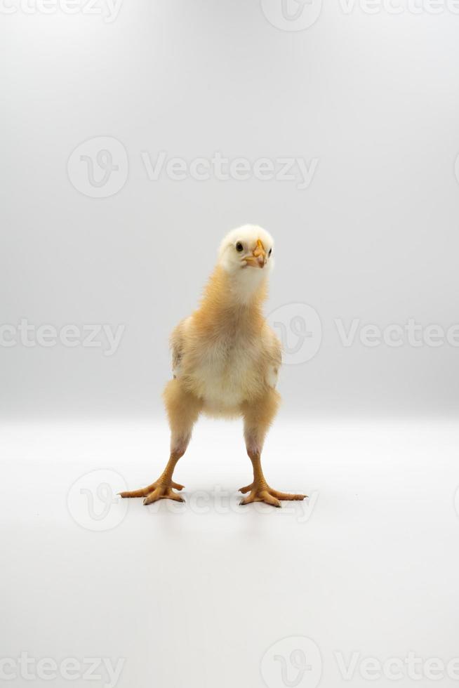 Das isolierte kleine Rhode Island Red Baby Chicken Team steht in einer Reihe auf einem weißen, klaren Hintergrund im Studiolicht. foto