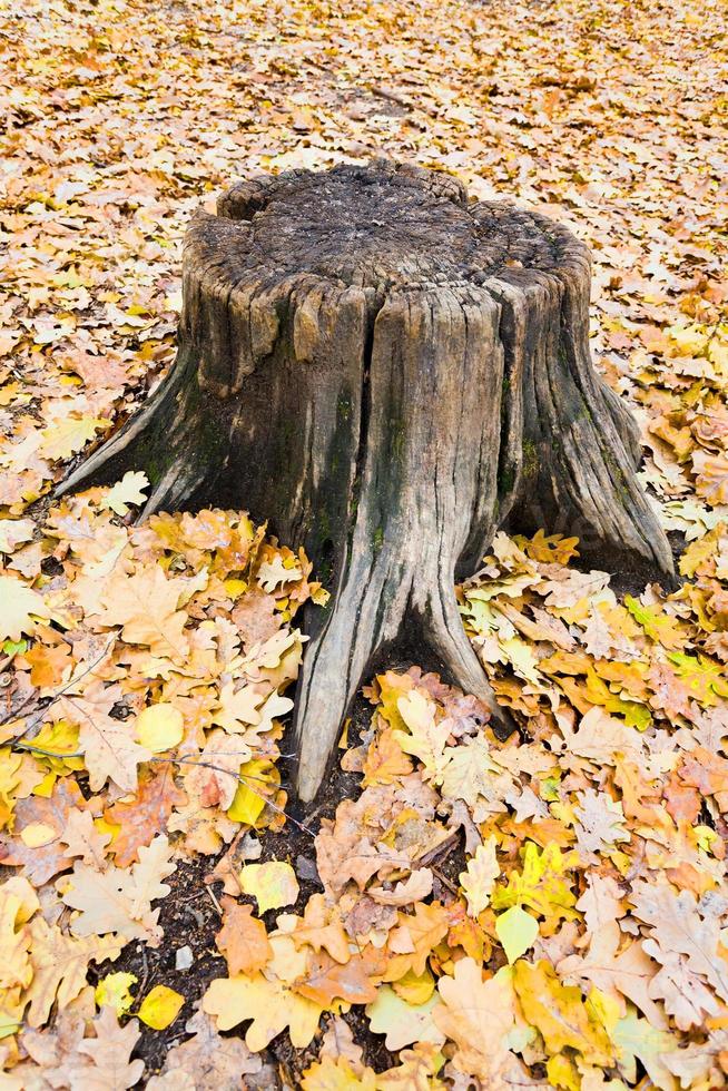 Eichenstumpf im herbstlichen Wald foto