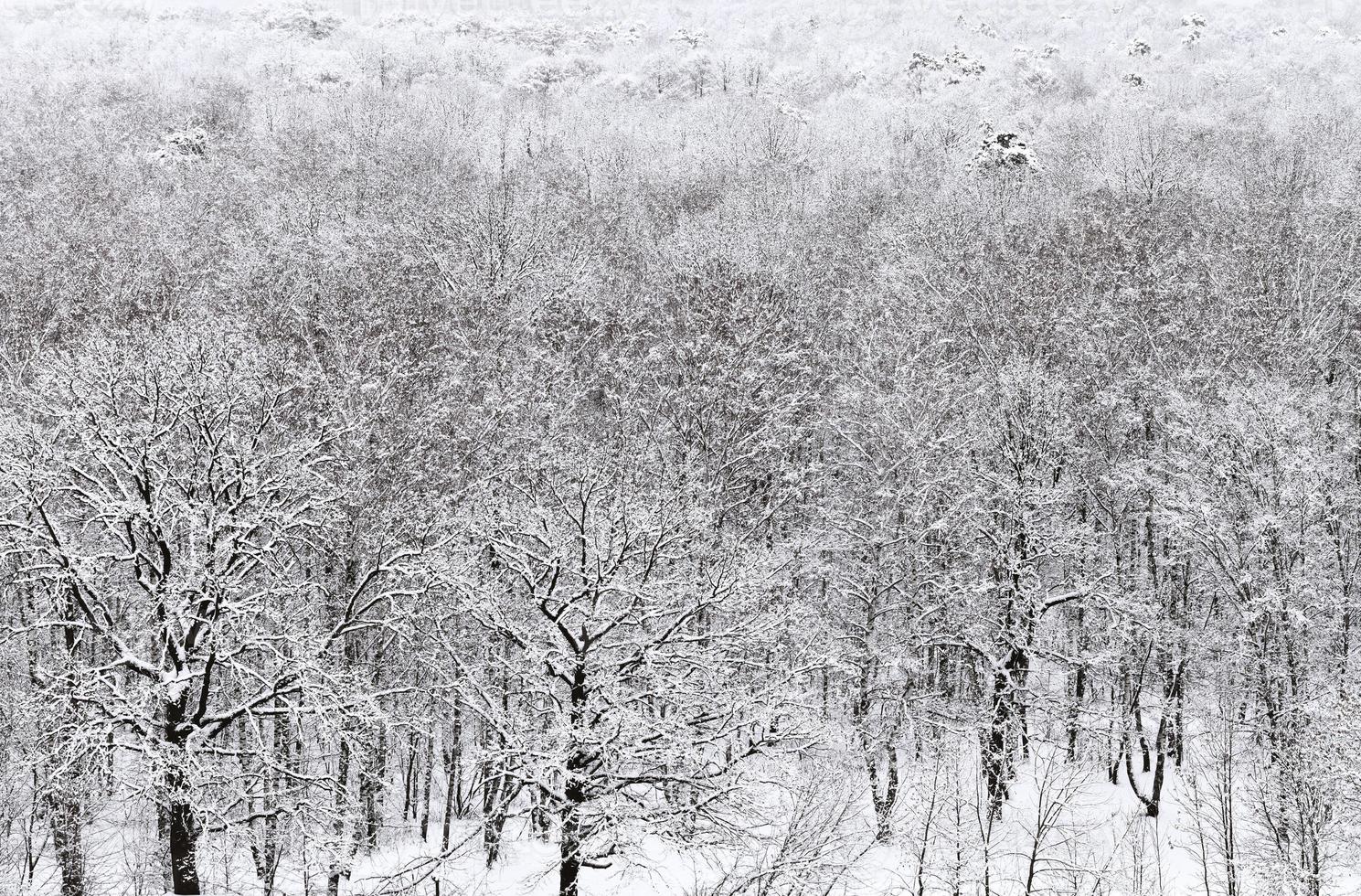 oben Blick auf den verschneiten Wald im Winter foto