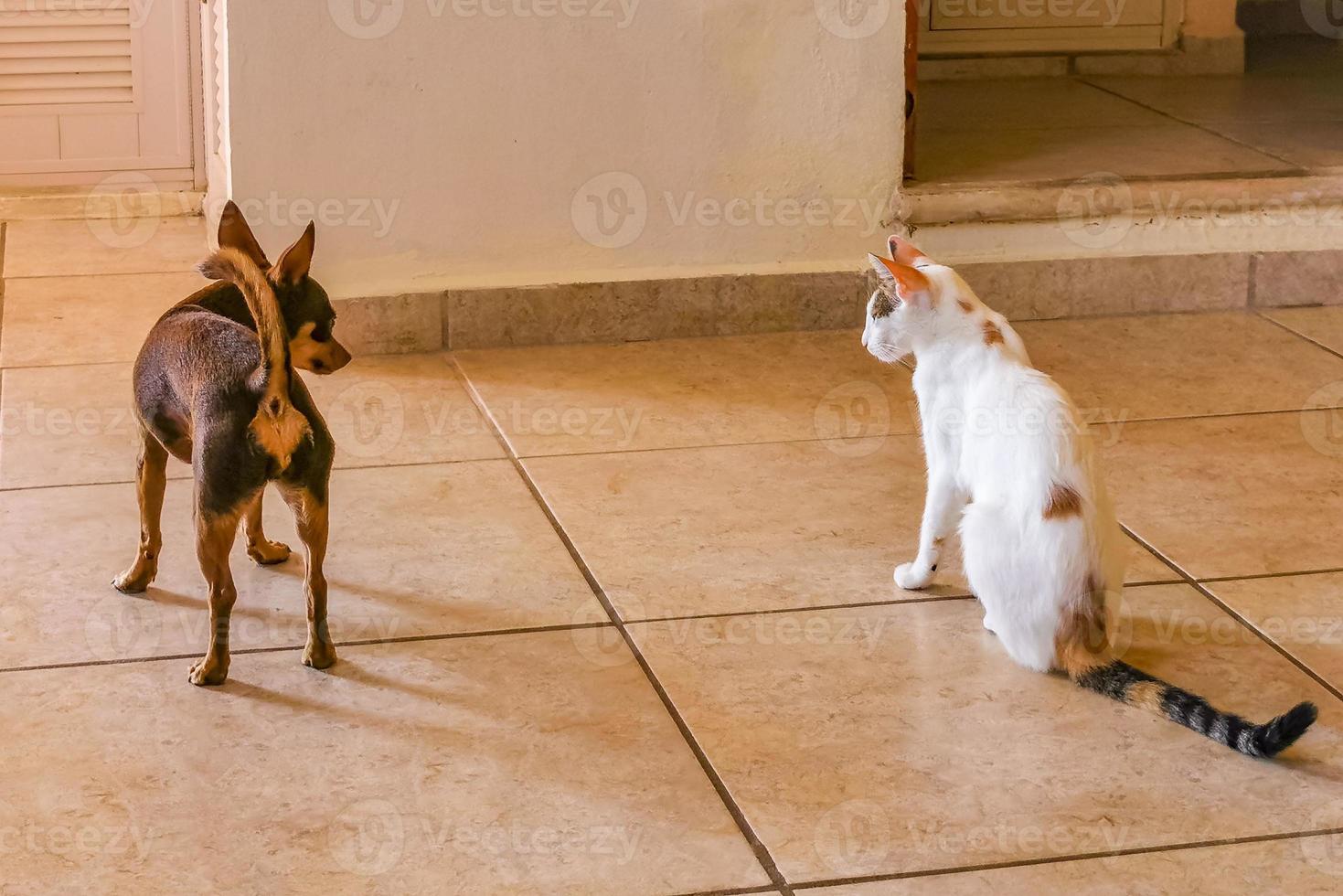 weiße katze und brauner hund kämpfen auf dem boden mexiko. foto