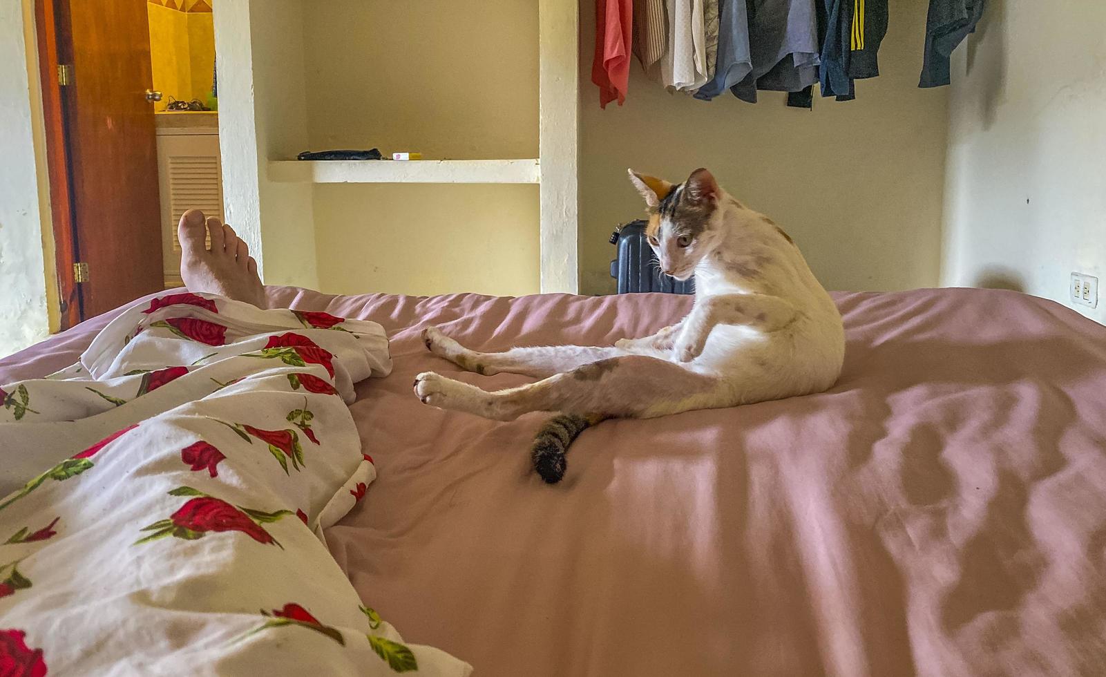 Weiße Katze ist es leid, sich selbst zu putzen und auf dem Sofa zu schlafen. foto